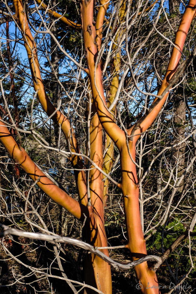 Smooth, colorful Madrone trees line the trail.