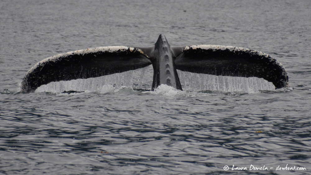 humpback