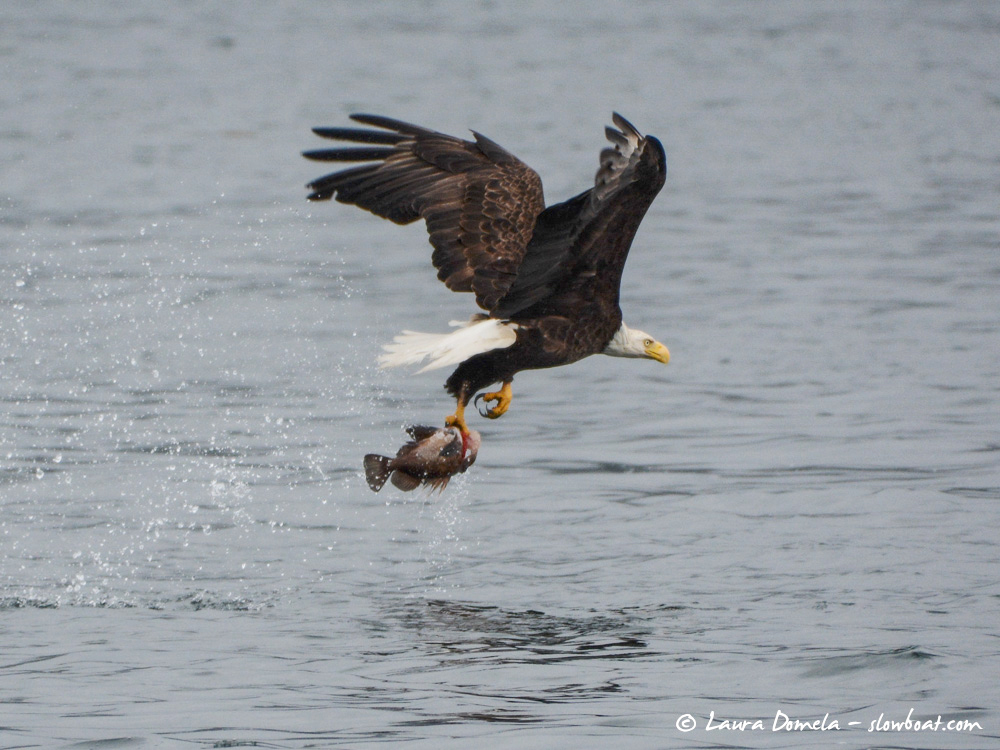 wildlife-eagle