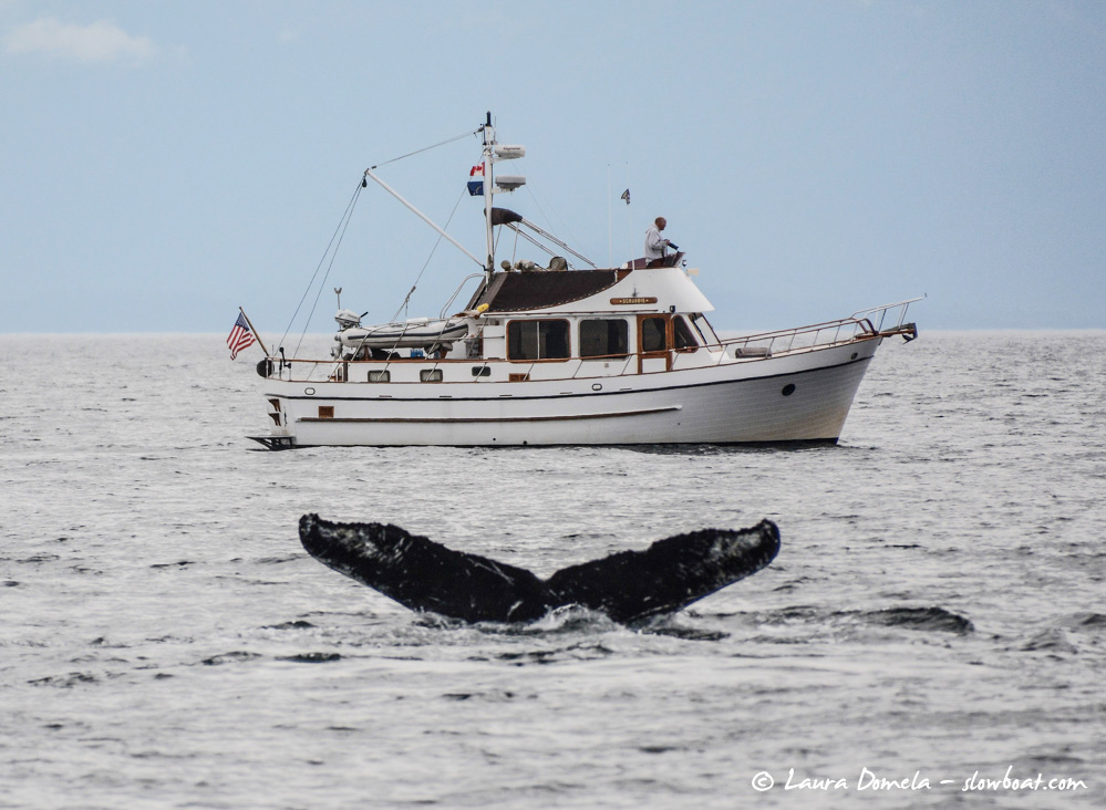 wildlife-humpbacks