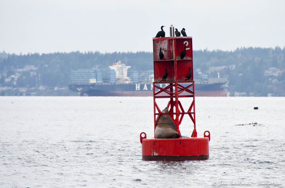 Sea lion rests on a buoy