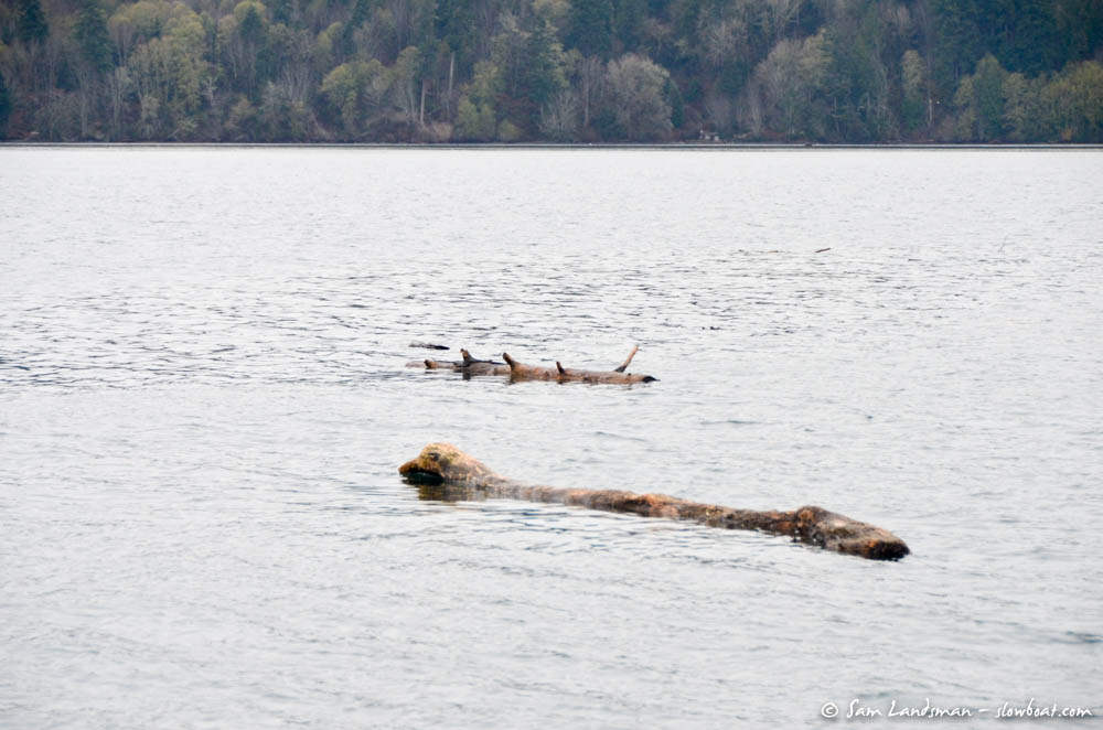 Lots of logs in the water!