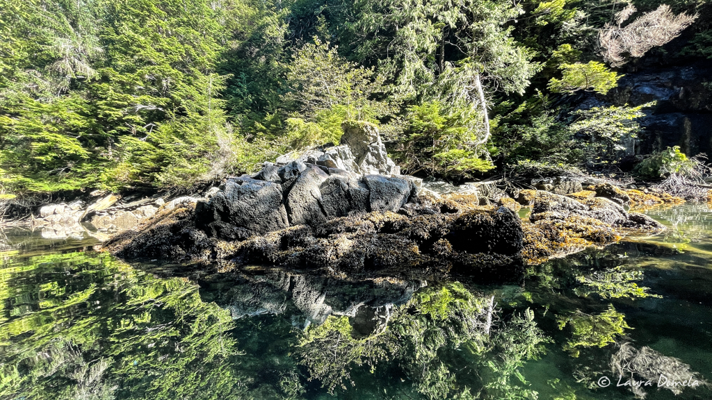 The pinks have arrived in the Campbell River; let the fishing frenzy begin  - Campbell River Mirror